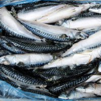 [노르웨이산] 고등어 1박스(20kg, 3/500사이즈)